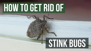 How to Get Rid of Stink Bugs (4 Easy Steps)