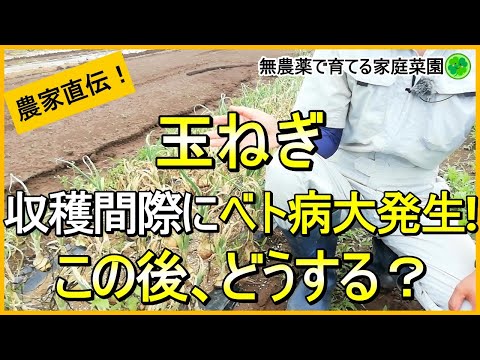 タマネギのウジ虫を取り除く方法は？ヒント、症状、治療法  庭園