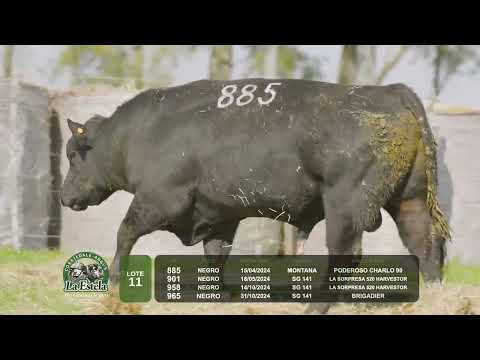 LOTE 11