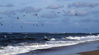 Judy Collins - Bird On The Wire  [HD]