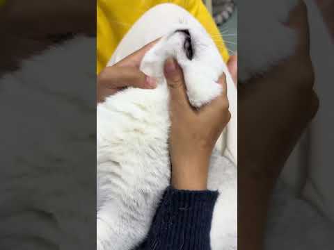 沉浸式给猫喂药 #猫咪 #猫咪喂药