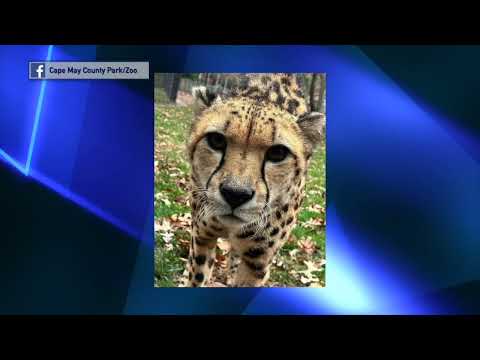 NJ Zoo Cheetah Passes Away