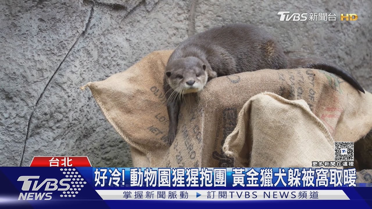 抱緊了！紅毛猩猩緊擁取暖　黃金獵犬躲被窩拒出門