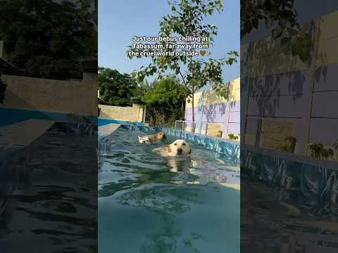 Our small piece of heaven here at Tabassum 💛✨ #hydrotherapy #rehabilitation #dogrescue