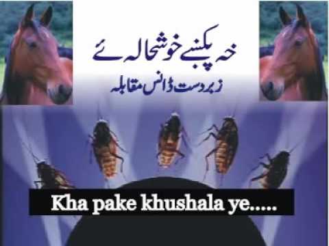 Pashto saaz Kha pake khushala ye with cockroach dance
