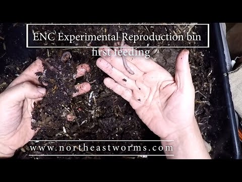 European Nightcrawlers Experimental reproduction bin - First Feeding