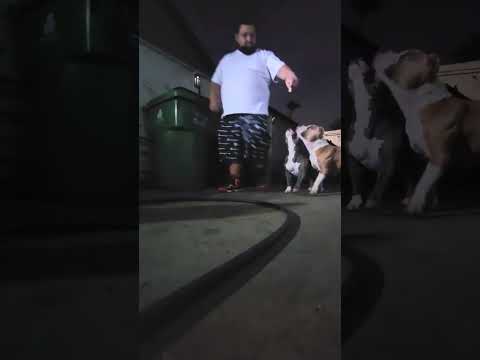 GORDASBULLYYARD #americanbully #dogs #pocketbully  #standardbully #xlbully #razorsedge #gottiline