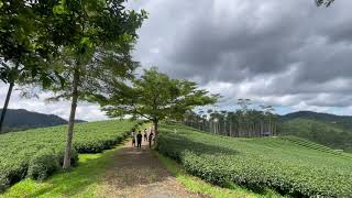 Download lagu ADA PERKEBUNAN TEH YANG SANGAT LUAS DI LEBAK BANTEN, SEJUK BANGET!! mp3