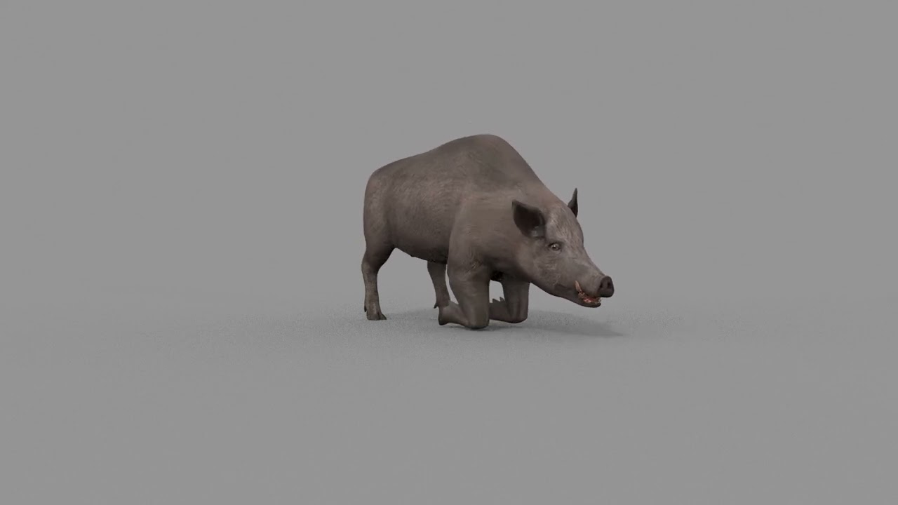 Boar Javali attacker pig - animated 3d fur model 3D Model