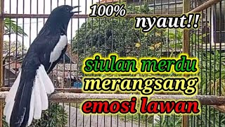 Download lagu suara burung kacer ngeplong merdu sangat ampuh buat pancingan kacer bahan bikin cepat gacor mp3 Download lagu suara burung kacer ngeplong merdu sangat ampuh buat pancingan kacer bahan bikin cepat gacor mp3