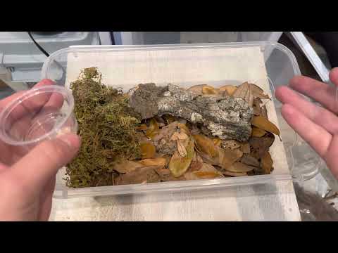 Guide To Breeding And Keeping Isopods In 1 Minute