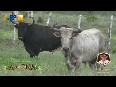 Santa María de los Ángeles para Arjona 2026.