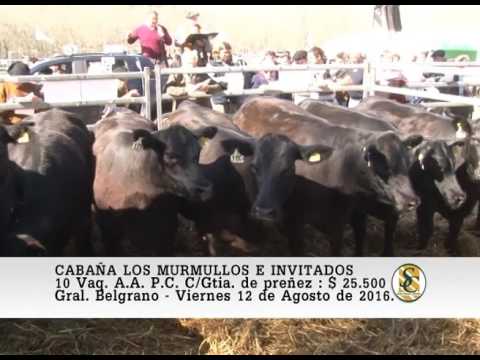 12-08-16 Venta de Vaquillonas A.A. P.C. - Cabaña Los Murmullos e invitados - Gral Belgrano.