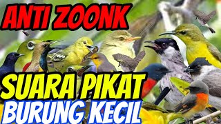 Download lagu suara pikat burung kecil ribut paling ampuh, 1 jam full Anti zoonk mp3 Download lagu suara pikat burung kecil ribut paling ampuh, 1 jam full Anti zoonk mp3