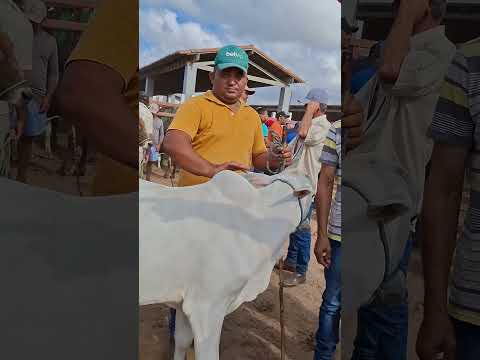 FEIRA DO GADO DE LAGOA DE PEDRAS-RN