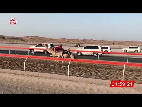  ش 10 (شاهين) لـ محمد حميد بن كويرخي الدرعي 3:07:99 ، شارة الصندوق 2026/08/29 فطامين الرقيعات