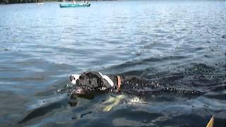 preview picture of video 'Deutsche Dogge beim Schwimmen / Indra vom Gehrensee'