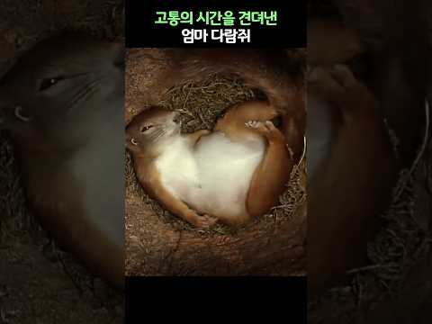고통의 시간을 견뎌낸 엄마 다람쥐