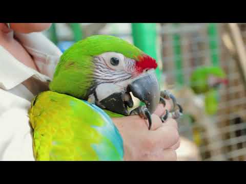 En Salta, se duplicó la población de Guacamayos Verdes