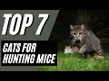 7 BEST Cat Breeds For Catching Mice Maine Coon Siamese
