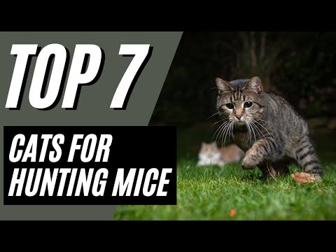 7 BEST Cat Breeds For Catching Mice (Maine Coon, Siamese)