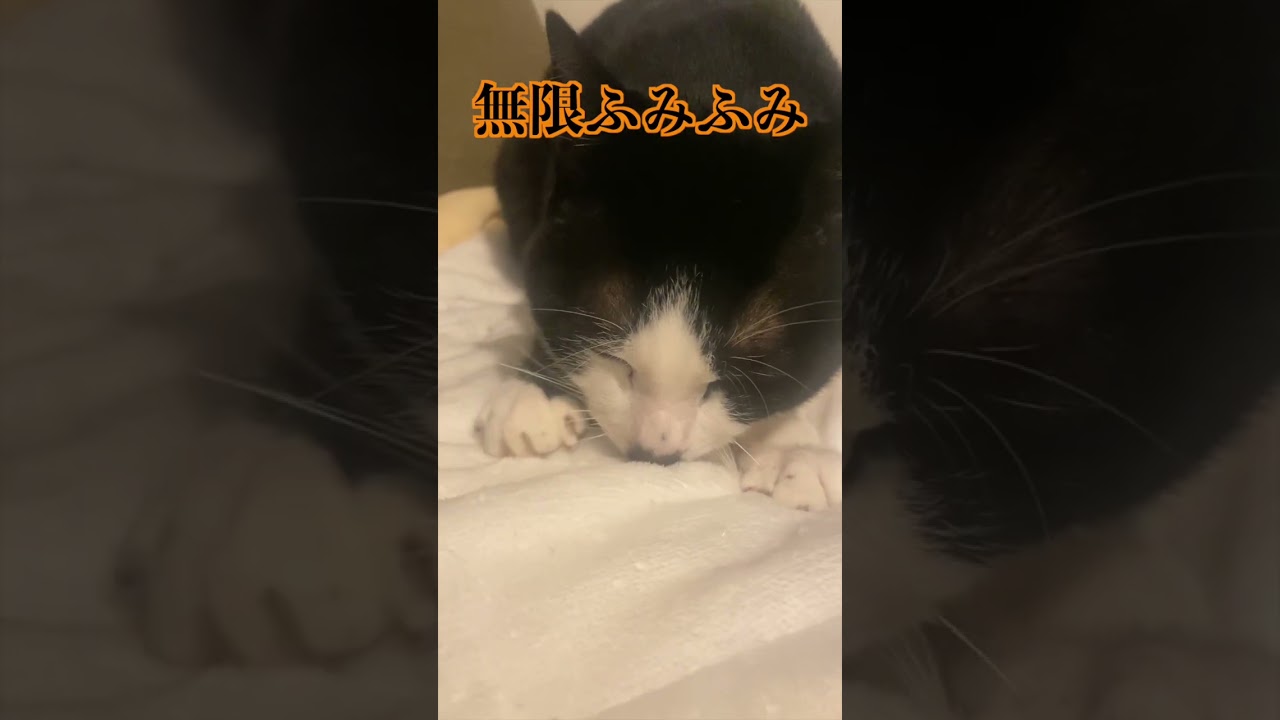無限ふみふみ猫