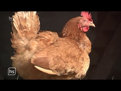 Der Trend geht zum eigenen Huhn | hessenschau