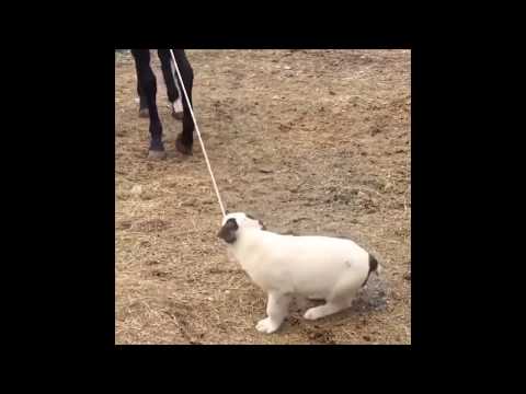 Karachay wolfhound's puppy playing with Karachay horse