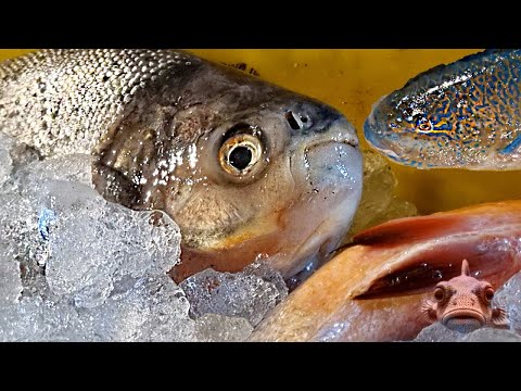 Amazing Second Site Distribute Fish, Seafood |Ever seen Indian fish market?|Real Life