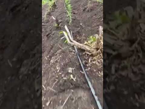 Advogado liderava grupo criminoso #utinga #tráficodedrogas #criminosos