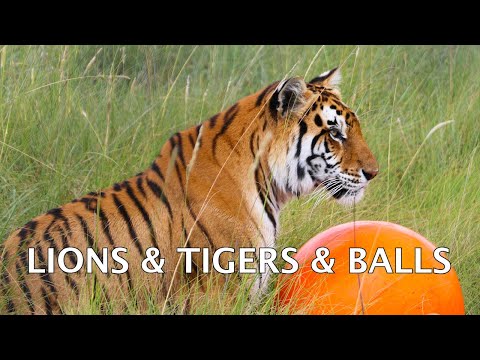 LIONS & TIGERS & BALLS!