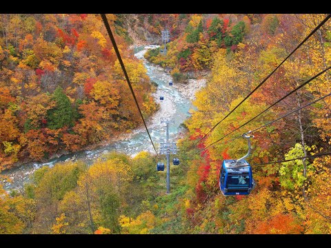 【新潟旅行】山頂が見ごろ！苗場ドラゴンドラ/田代ロープウェイ/湯沢町/新潟観光