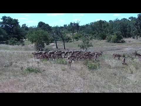 Djuma: Impala herd - 13:50 - 03/10/2022