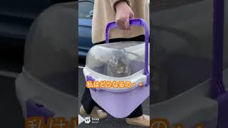 野良猫たち、動物病院の前で安心…？連れてこられるペットを見てホッとする瞬間【猫あるある｜AIアニメ】