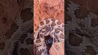 some ditchdigger messes with a rattlesnake #sidewinder #rattlesnake #snake #shorts #snakebite