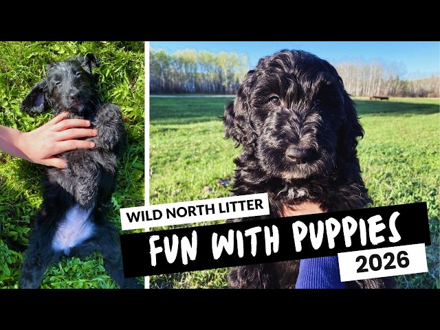 Jet Setter Doodles — Irishdoodle Puppies in Dogs & Puppies for Rehoming in Winnipeg