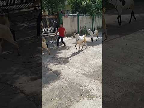 mukund nagar ahmednagar bakra eid 2024 #iqraschool