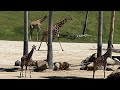 Africa Tram
