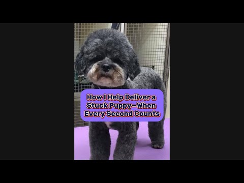 What To Do When A Puppy Gets Stuck During Whelping