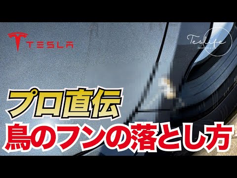 鳥の糞からテラスを掃除するにはどうすればよいですか？汚れや臭いを取り除くためのヒント  庭園
