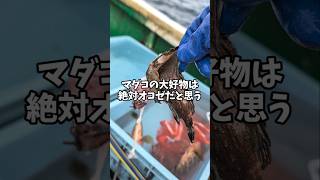 マダコ毒無効🐙好物は猛毒オニオコゼ説#マダコ #漁師  #オニオコゼ