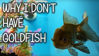 Why I Don't Have Goldfish!? Q And A