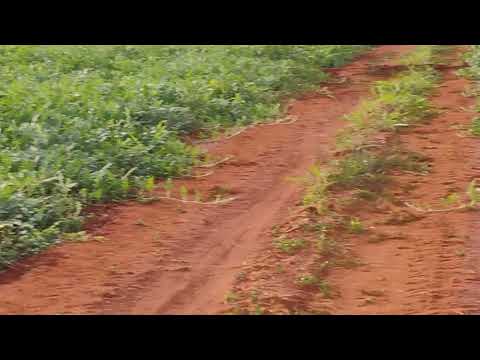 Safra da melancia de estrela do norte Goiás