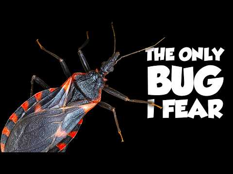 The World's Deadliest Bug ISN'T From Australia
