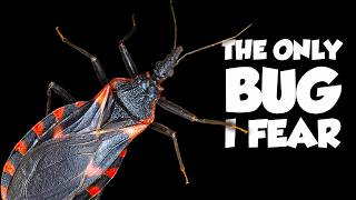 The World's Deadliest Bug ISN'T From Australia