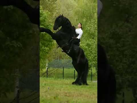 Black Horse unstoppable 💯 #beautifulkk