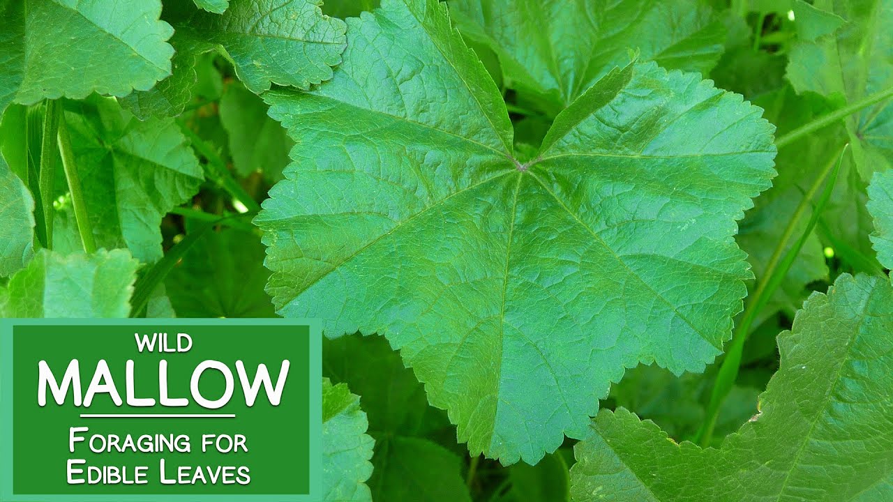 Mallow Plant Nutrition, Foraging for Wild Edible Malva Leaves - YouTube