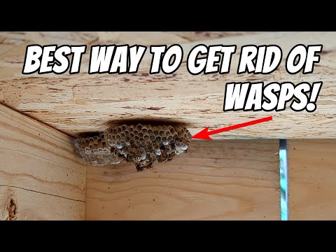 How to eliminate wasps and hornets with this wasp spray (Eliminator!!!)