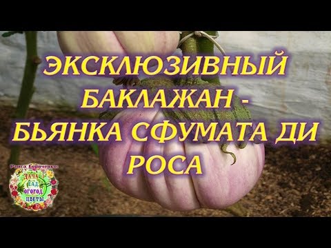 , title : 'Эксклюзивный баклажан -  Бьянка сфумата ди роса'