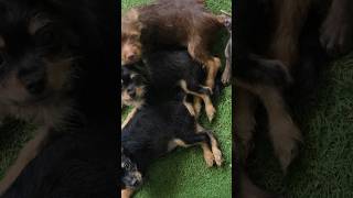 Video preview image #1 Mutt Puppy For Sale in Spring, TX, USA
